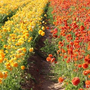 Meet your Posher, Karissa